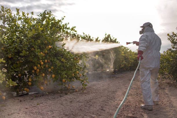 Best Bed Bug Extermination  in Mangum, OK