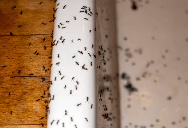 Best Emergency Pest Control  in Mangum, OK